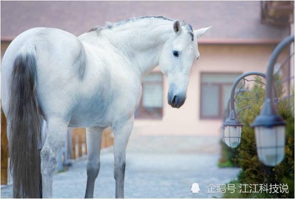 今晚买四不像必中一肖，专家的解答与解释落实之道