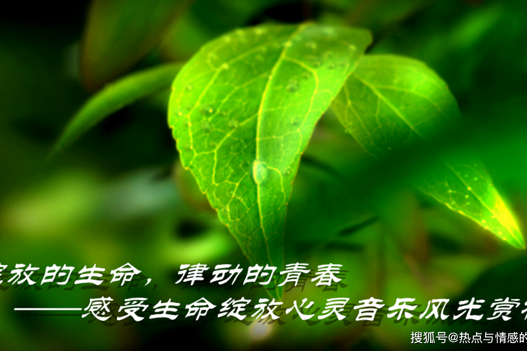探寻澳门自然之声，体验生命的韵律